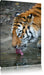 Tiger am Wasser Leinwandbild