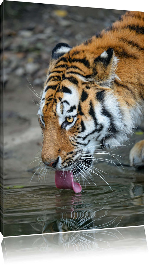 Tiger am Wasser Leinwandbild