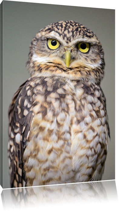 Pixxprint kleine Eule, Leinwandbild