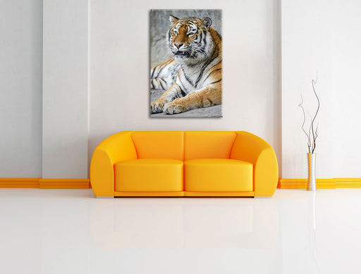 stolzer Tiger Leinwandbild über Sofa