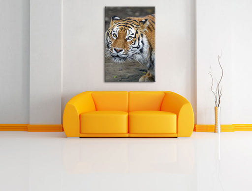 scheuer Tiger Leinwandbild über Sofa