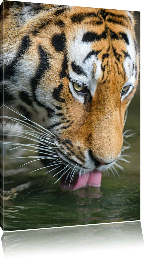 Tiger trinkt Leinwandbild