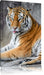 schöner Tiger beim Putzen Leinwandbild