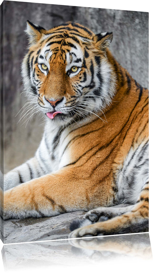 schöner Tiger beim Putzen Leinwandbild