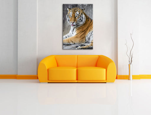 schöner Tiger beim Putzen Leinwandbild über Sofa