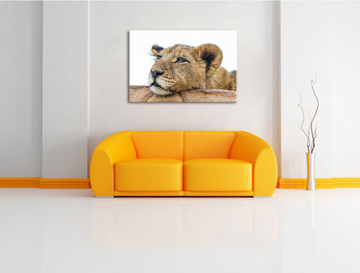 junger Löwe schläft Leinwandbild über Sofa