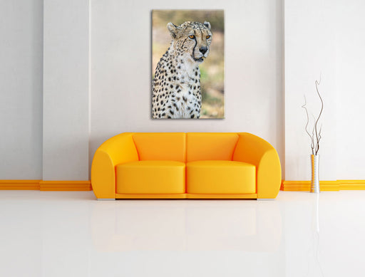 ausgewachsener Gepard Leinwandbild über Sofa