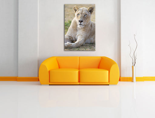 prächtige weiße Löwin Leinwandbild über Sofa