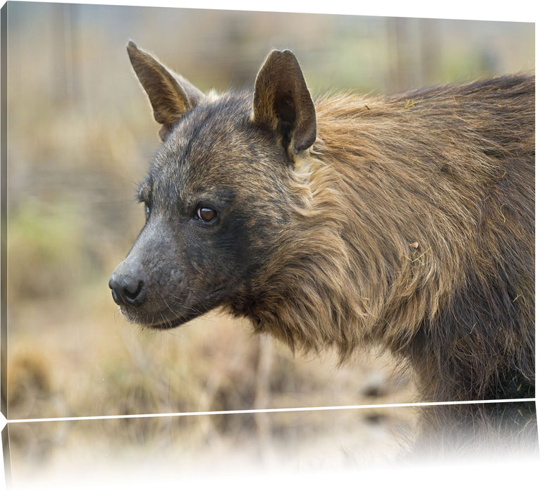 Pixxprint anmutige Hyäne im Wildgras, Leinwandbild