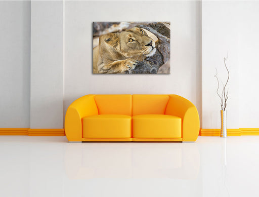 anpirschende Löwin Leinwandbild über Sofa