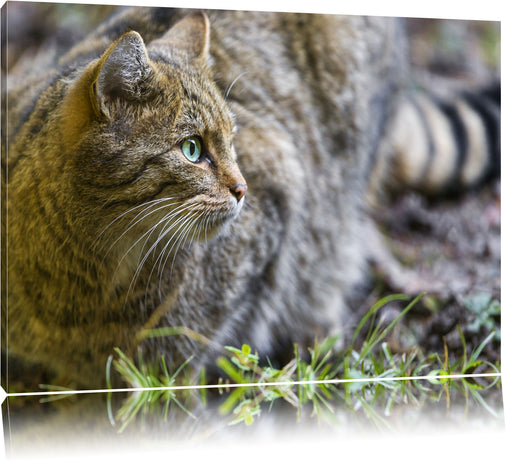 kleine Manul im Gras Leinwandbild