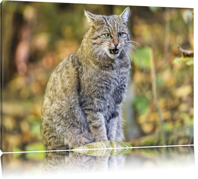 Pixxprint Manul auf Baumstamm, Leinwandbild