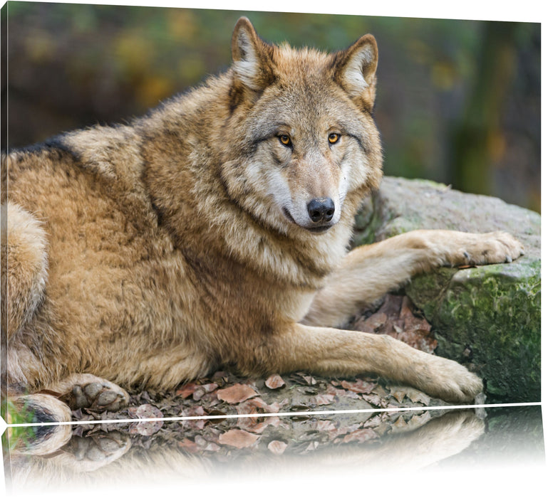 Pixxprint stolzer Wolf auf Stein, Leinwandbild