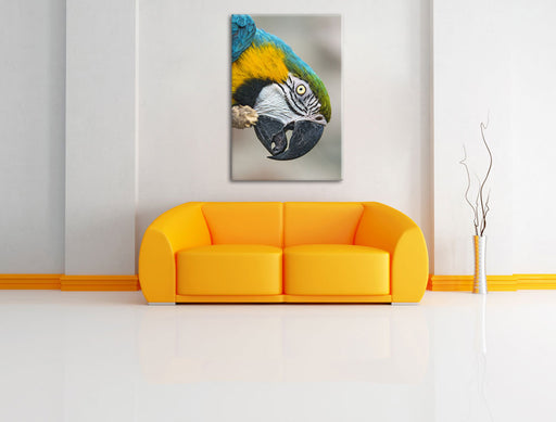 schöner Gelbbrustara Leinwandbild über Sofa