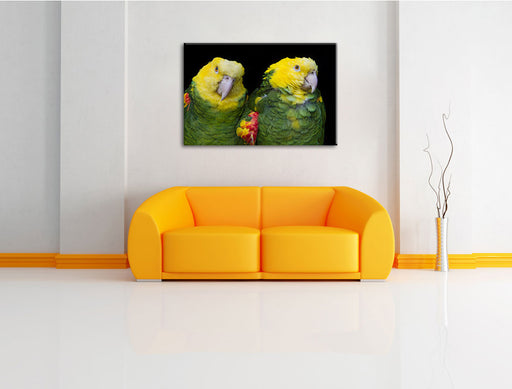 prächtige Gelbkopfamazonen Leinwandbild über Sofa