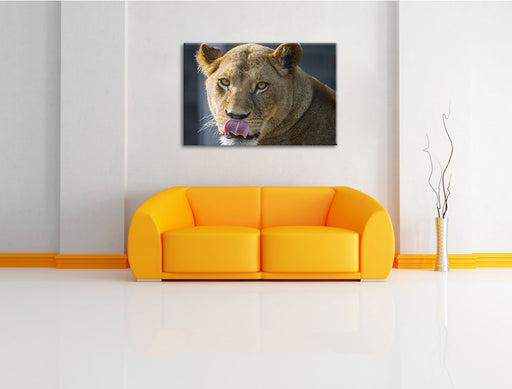 anmutige Löwin Leinwandbild über Sofa