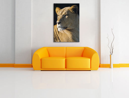 prächtige Löwin Leinwandbild über Sofa