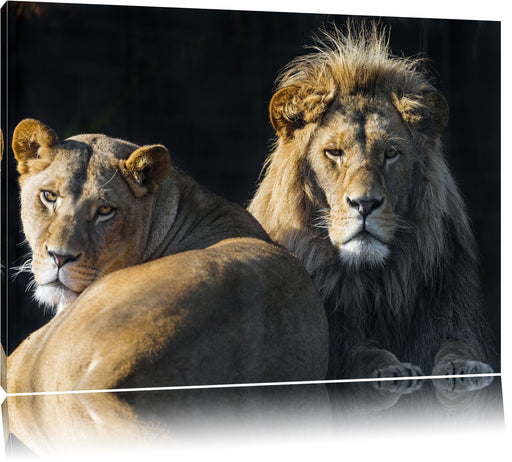 schönes Löwenpaar Leinwandbild