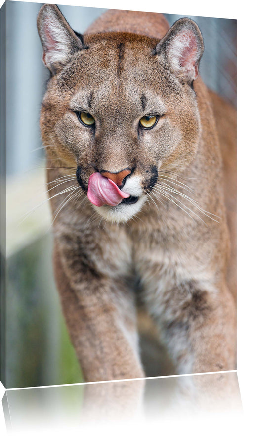 anmutiger Puma Leinwandbild