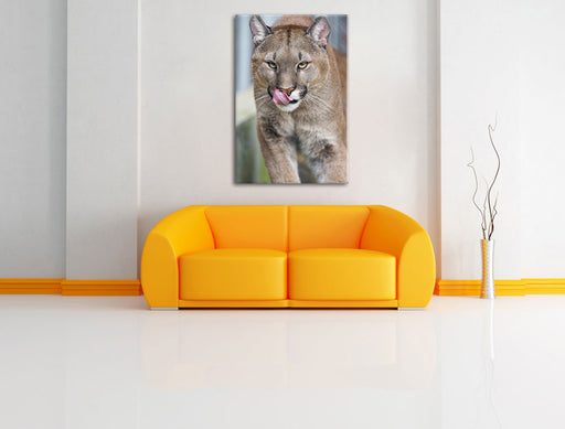 anmutiger Puma Leinwandbild über Sofa