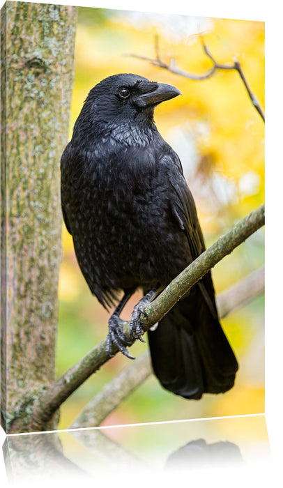 Pixxprint schwarzer Rabe auf Ast, Leinwandbild
