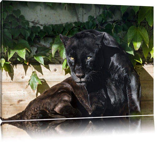 schwarzer Panther Leinwandbild