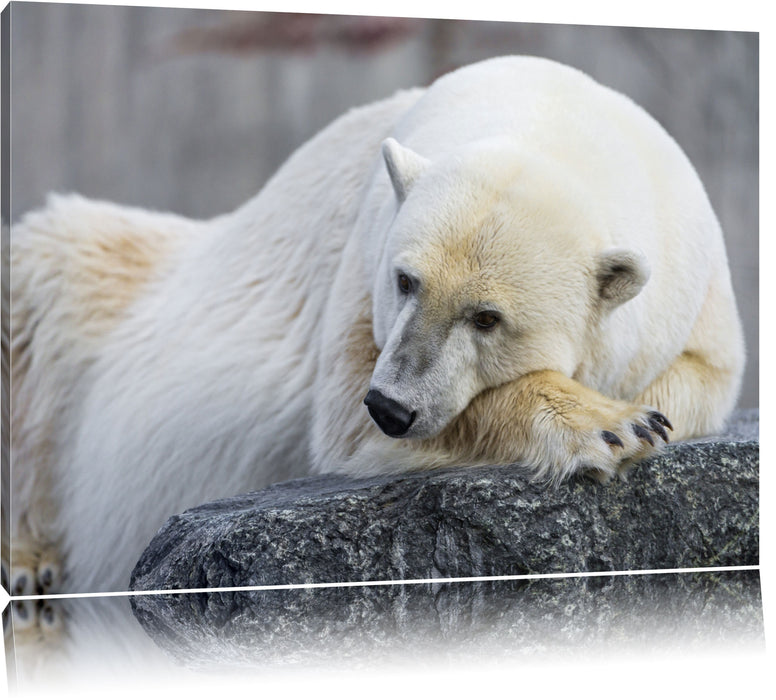 Pixxprint schlafender Eisbär, Leinwandbild