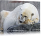 schlafender Eisbär Leinwandbild