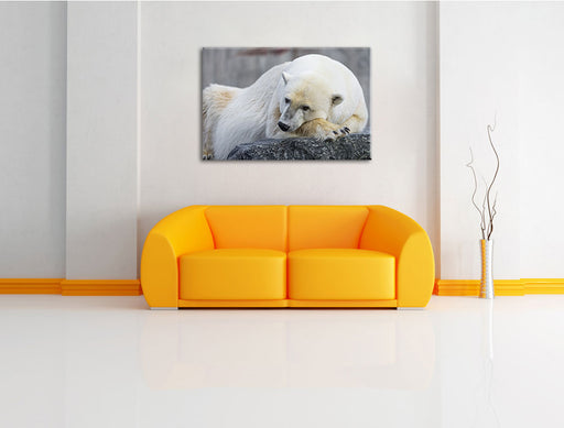 schlafender Eisbär Leinwandbild über Sofa