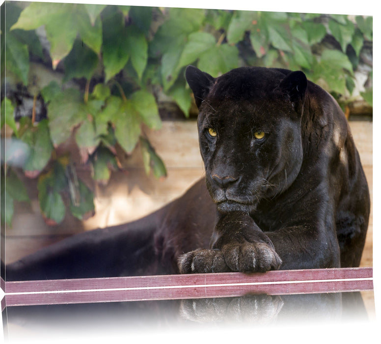 schöner schwarzer Panther Leinwandbild