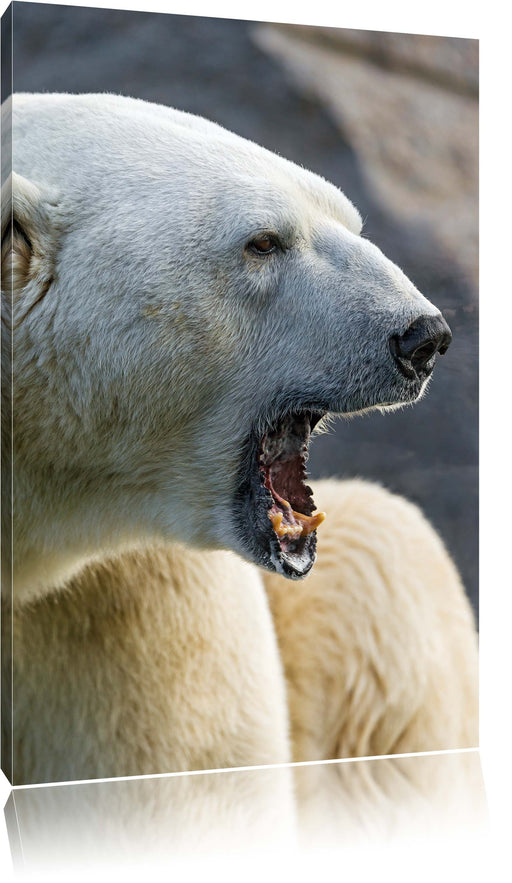 brüllender Eisbär Leinwandbild