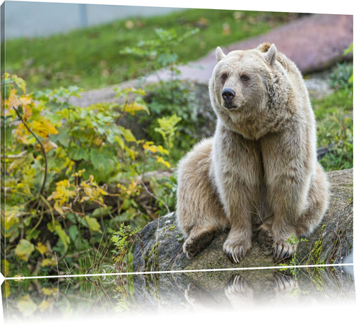 niedlicher Grizzlybär auf Stein Leinwandbild