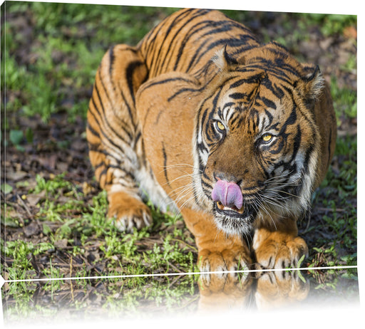 großer Tiger Leinwandbild