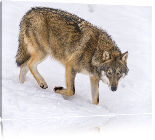 seltener Wolf im Schnee Leinwandbild