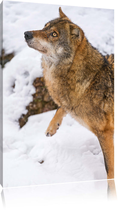 Pixxprint schöner Wolf im Schnee, Leinwandbild