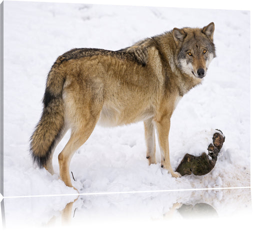 prächtiger Wolf im Schnee Leinwandbild