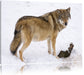 prächtiger Wolf im Schnee Leinwandbild