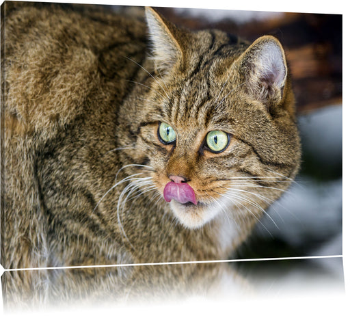 schöne Manul in Schneelandschaft Leinwandbild