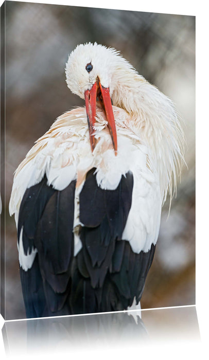 Pixxprint Storch putzt sich, Leinwandbild