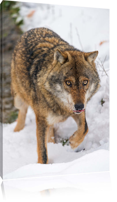 Pixxprint anpirschender Wolf, Leinwandbild