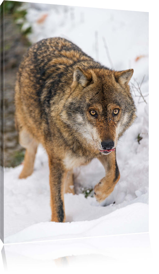 anpirschender Wolf Leinwandbild