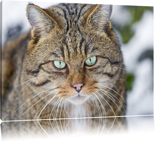 lauernde Manul Leinwandbild