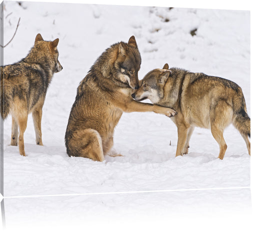 spielendes Wolfsrudel Leinwandbild