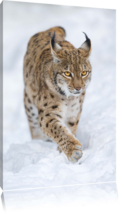 Pixxprint Luchs im Schnee, Leinwandbild