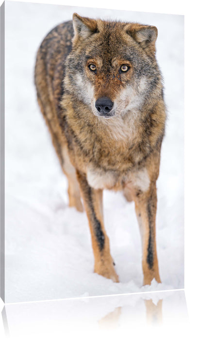 Pixxprint Wolf in Schneelandschaft, Leinwandbild