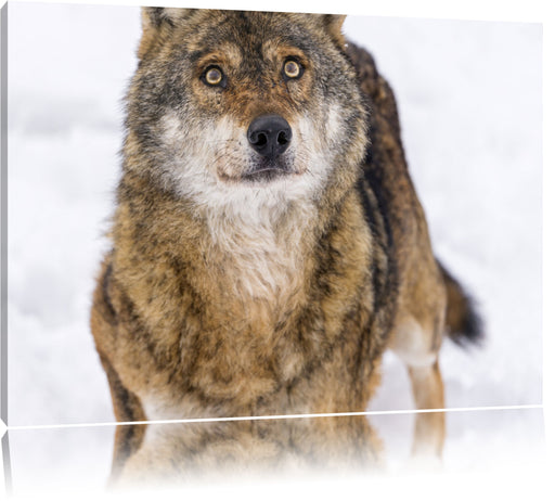 niedlicher Wolf im Schnee Leinwandbild