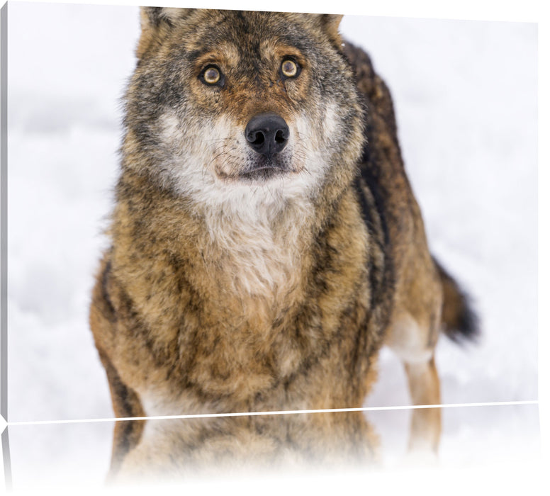 Pixxprint niedlicher Wolf im Schnee, Leinwandbild