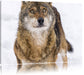 niedlicher Wolf im Schnee Leinwandbild