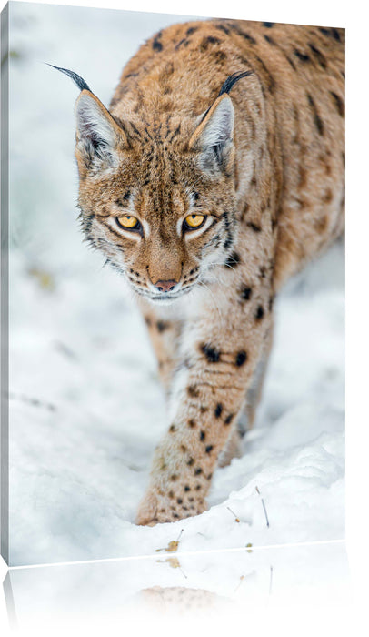 Pixxprint wachsamer Luchs im Schnee, Leinwandbild