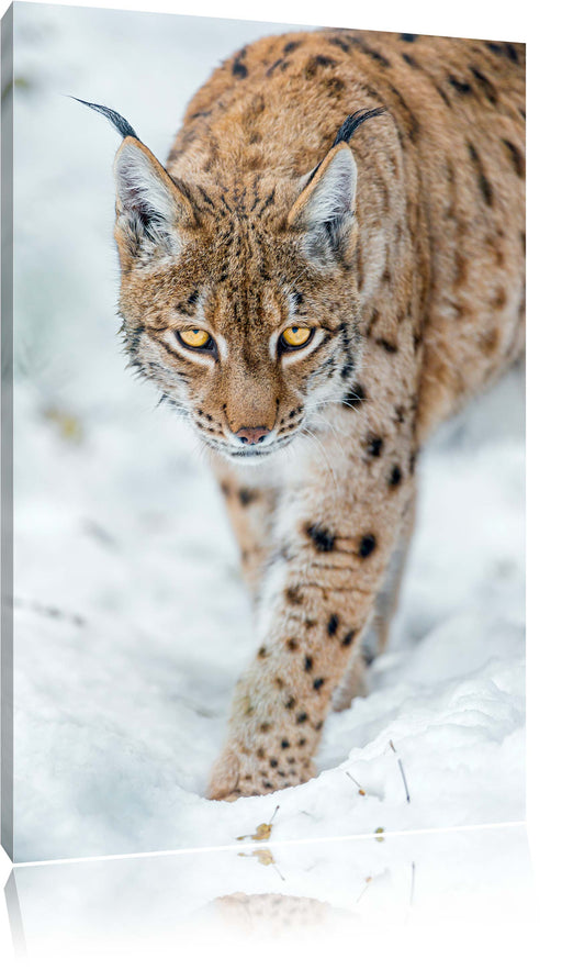 wachsamer Luchs im Schnee Leinwandbild